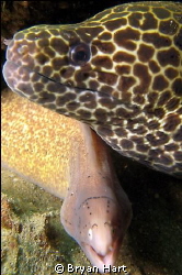 Taken on Vetchies Pier - Durban's "Muck Diving" mecca....... by Bryan Hart 